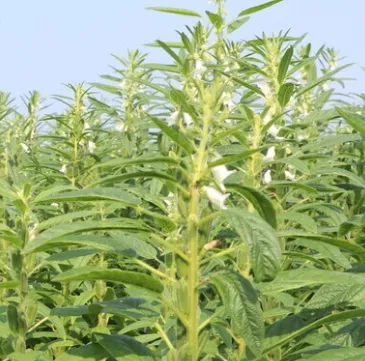 High-Quality-High-Oil-White-Sesame-Seeds-for-Sowing (2)