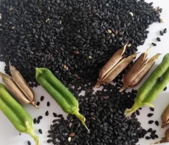 Graines de sésame noir rôties