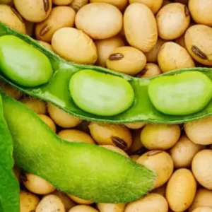 Le soja est bénéfique pour la santé